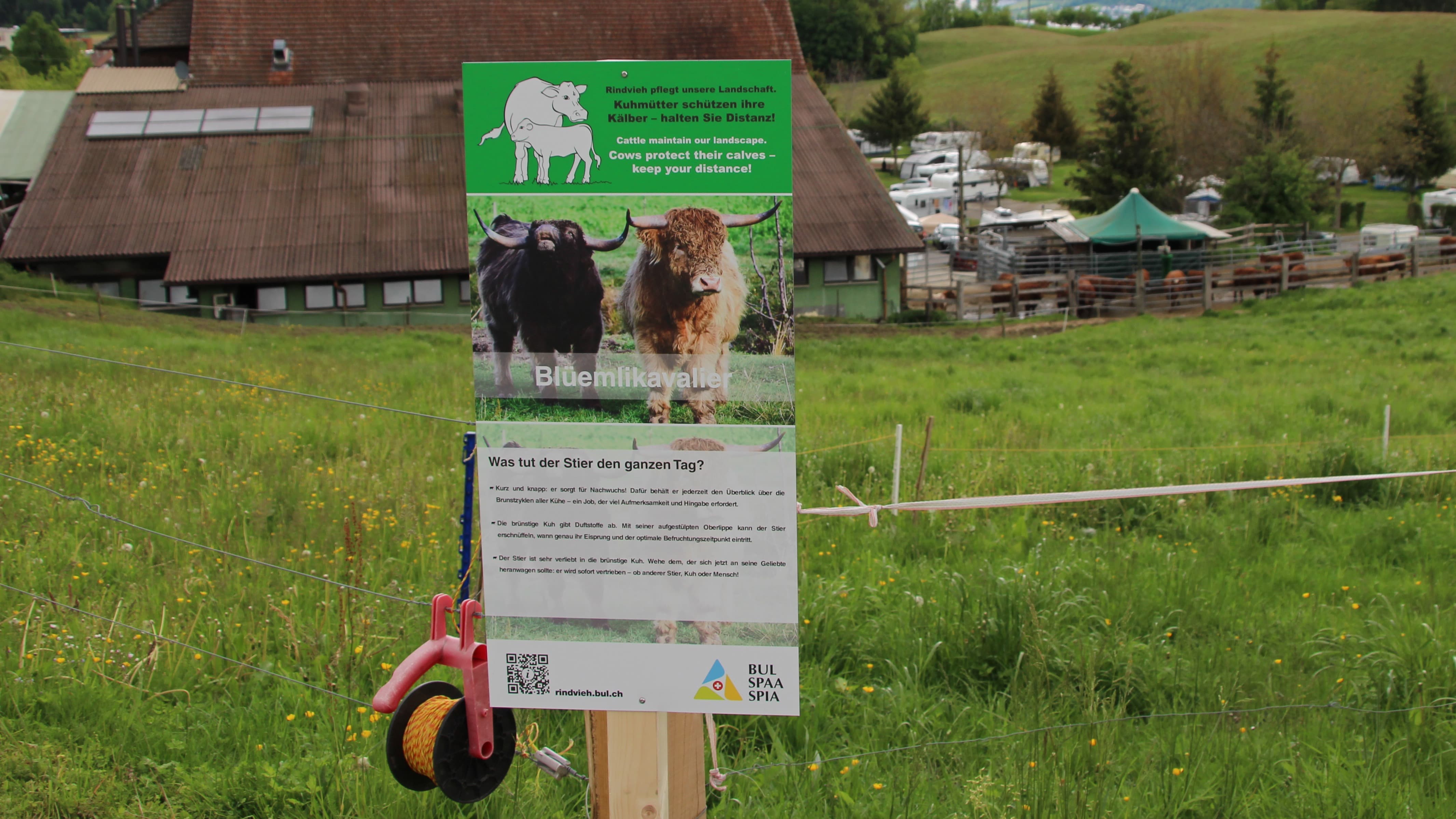 Lehrpfadtafel Blüemlikavalier: Was tut der Stier den ganzen Tag?