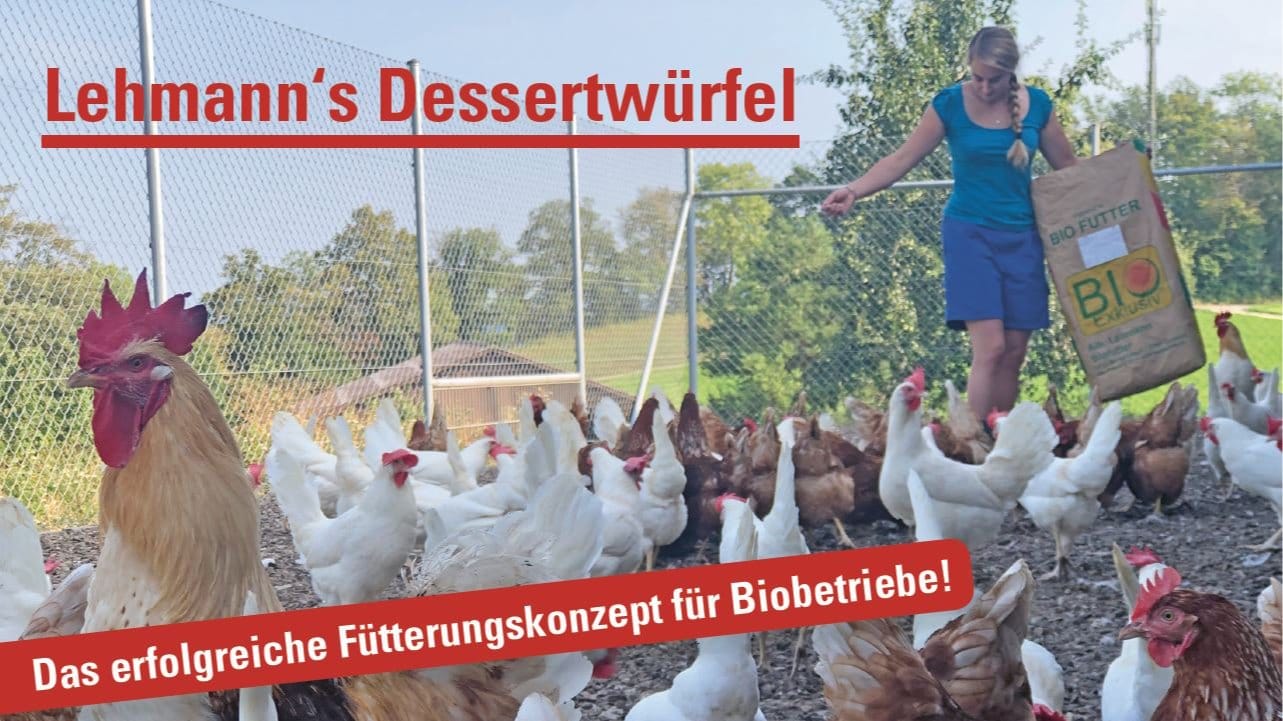 Das tägliche Streuen der Dessertwürfel beschäftigt die Hühner und macht sie zutraulich.