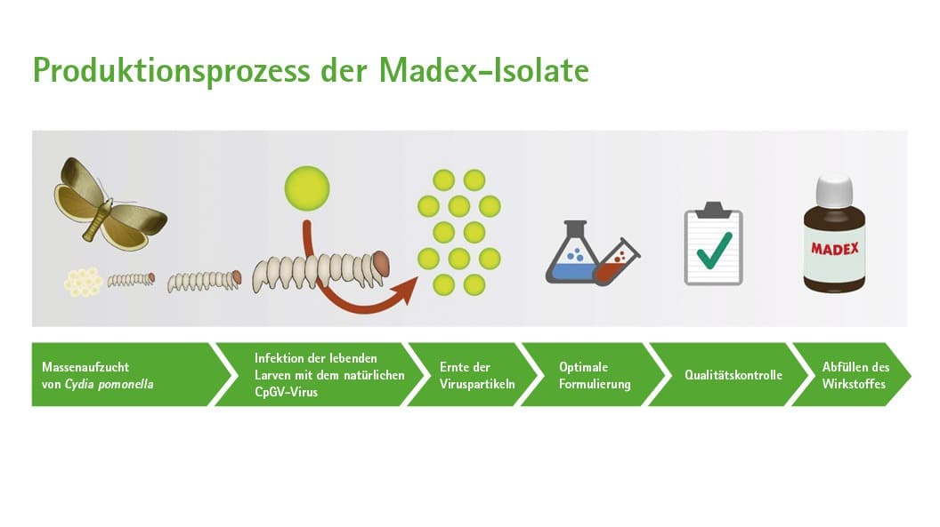 Produktionsprozess der Madex-Isolate