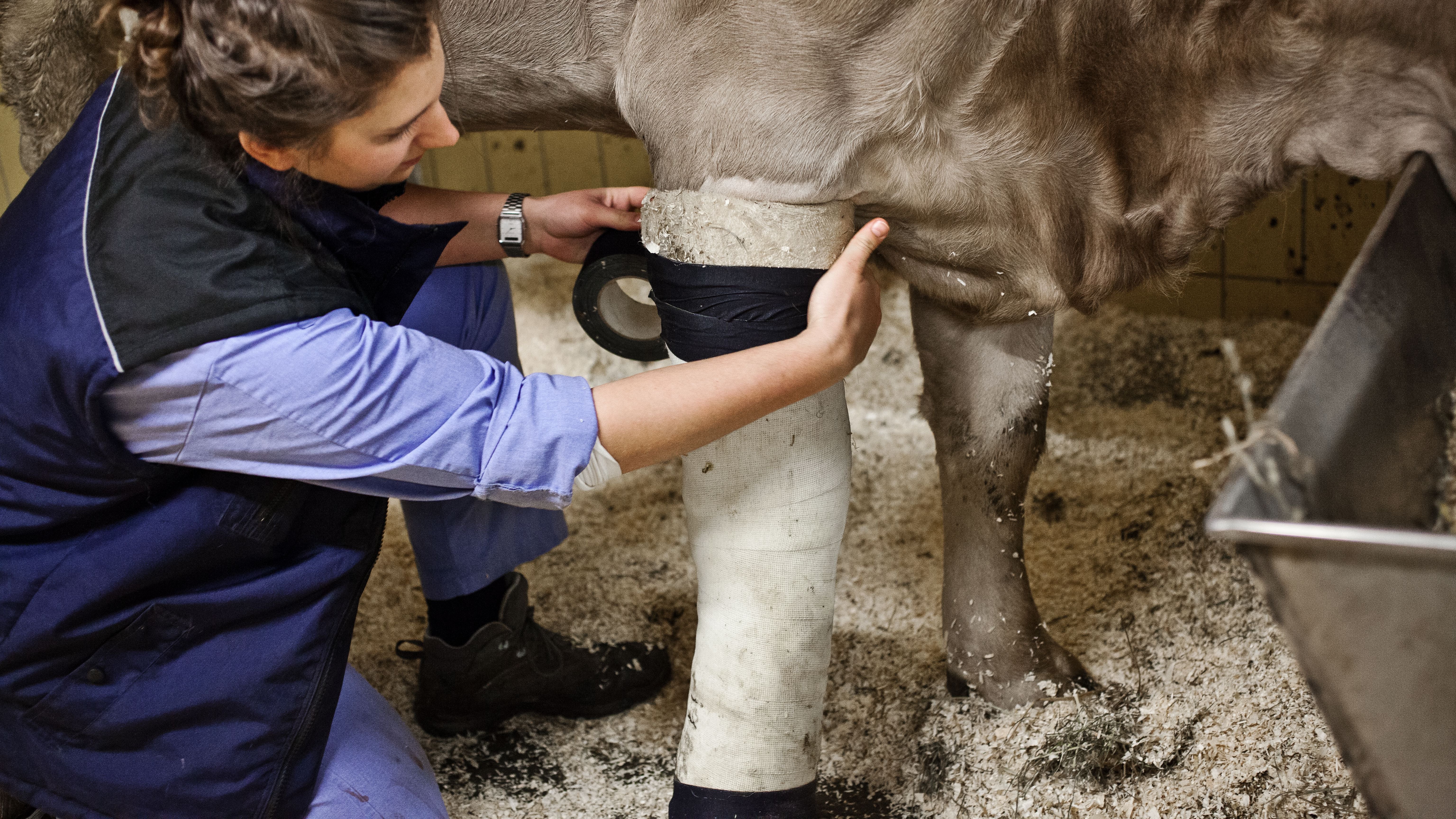 Von der Theorie zur Praxis - Ausbildung der Studenten der Veterinärmedizin.