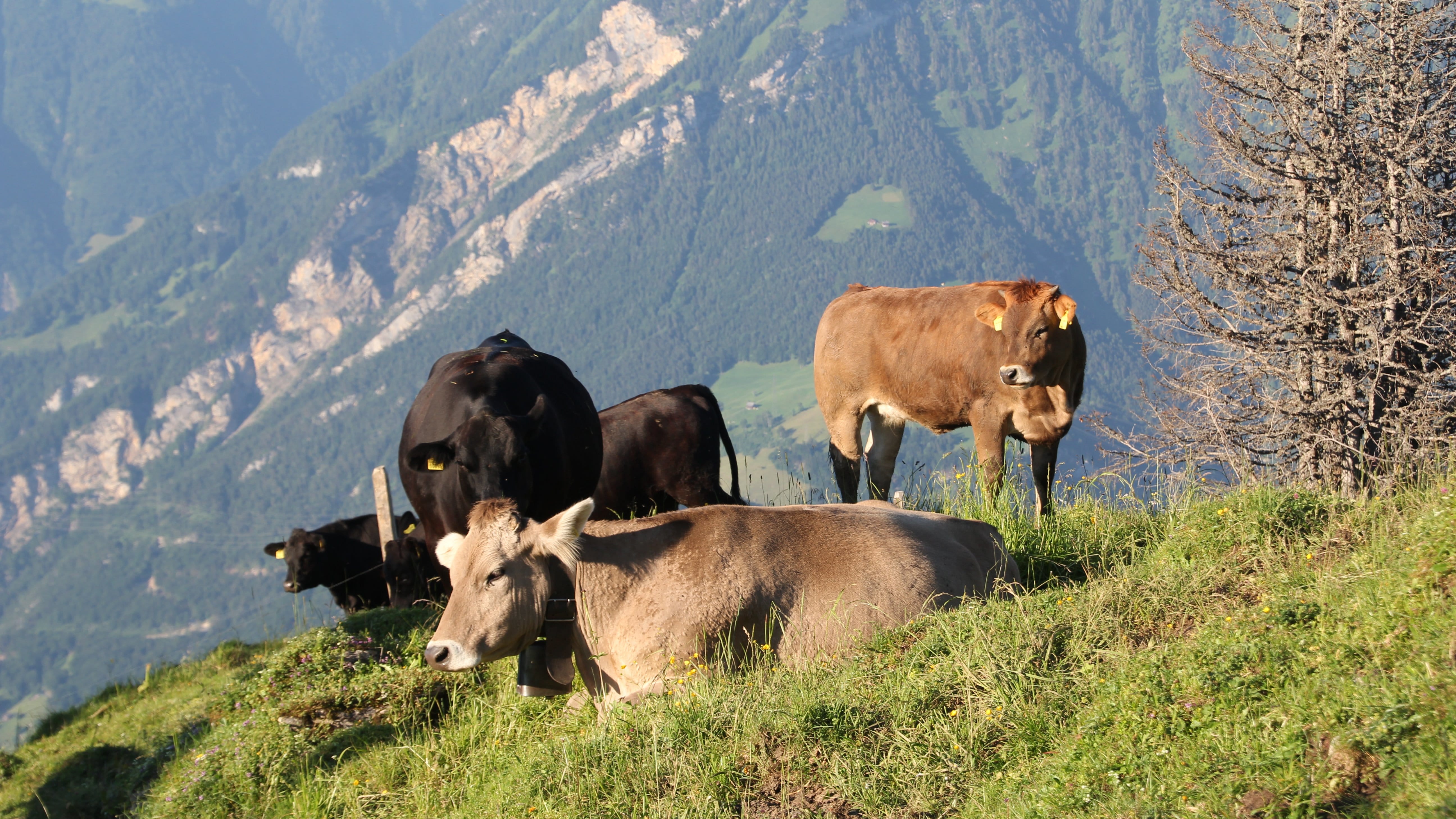 Mutterkühe auf der Alp