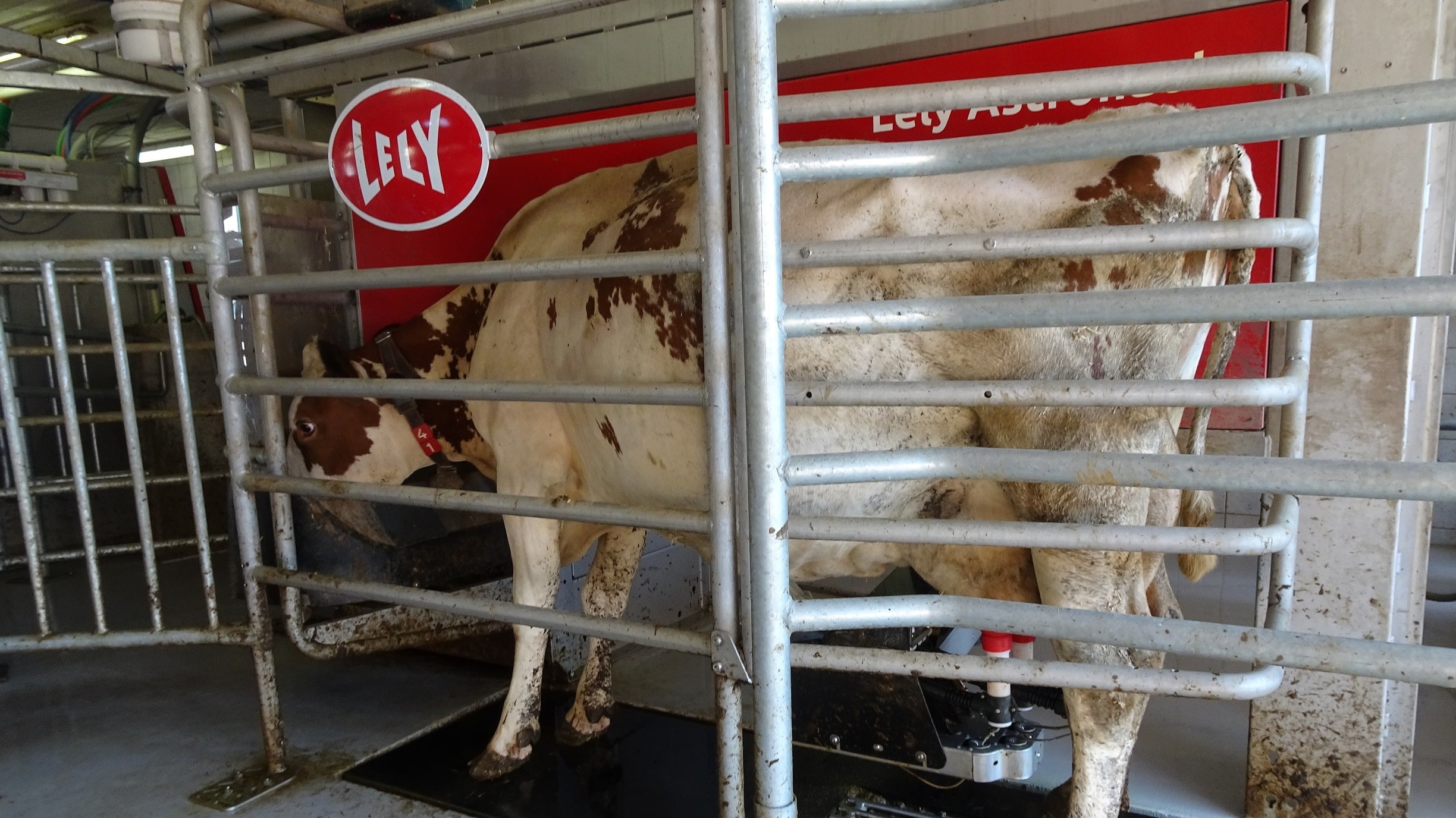 Lely Astronaut A5 - Viel Tierwohl dank I-Flow und grosser Melkbox.