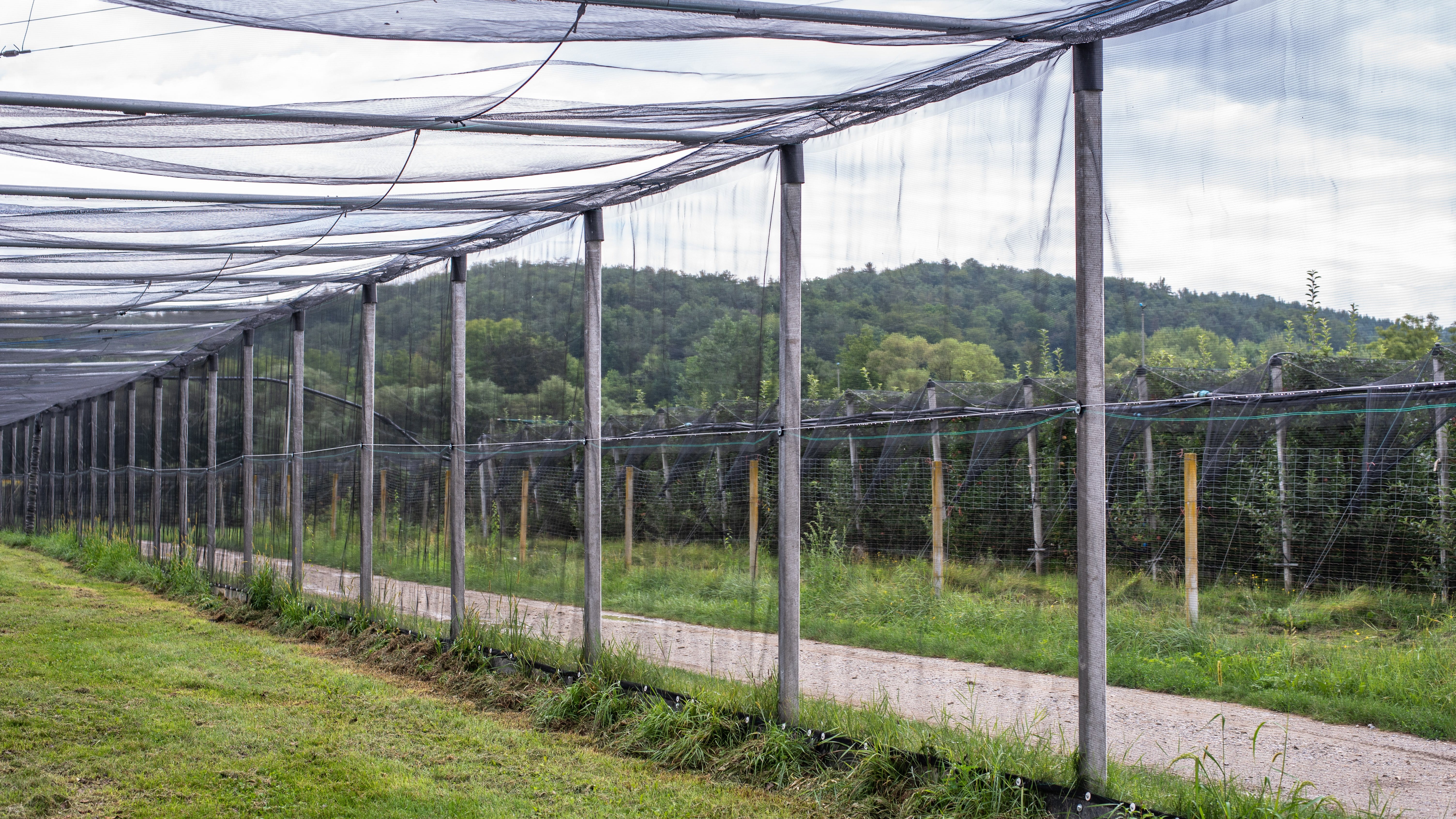 Totaleinnetzung Käfig Volleinnetzung - Fruit Security GmbH