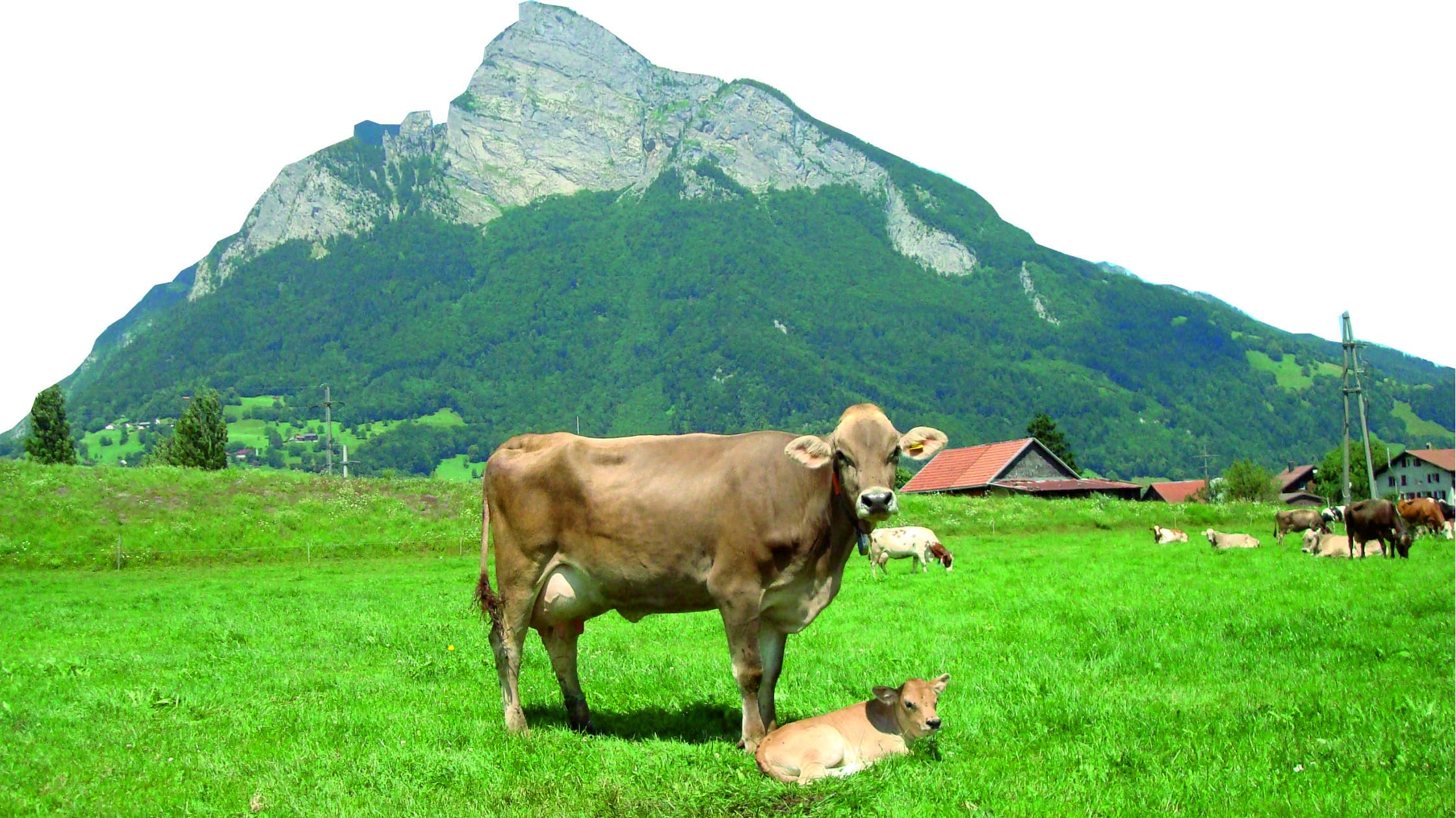 Unterstützen Sie Ihre Kühe mit Flurina Boost für einen optimalen Start in die Laktation.