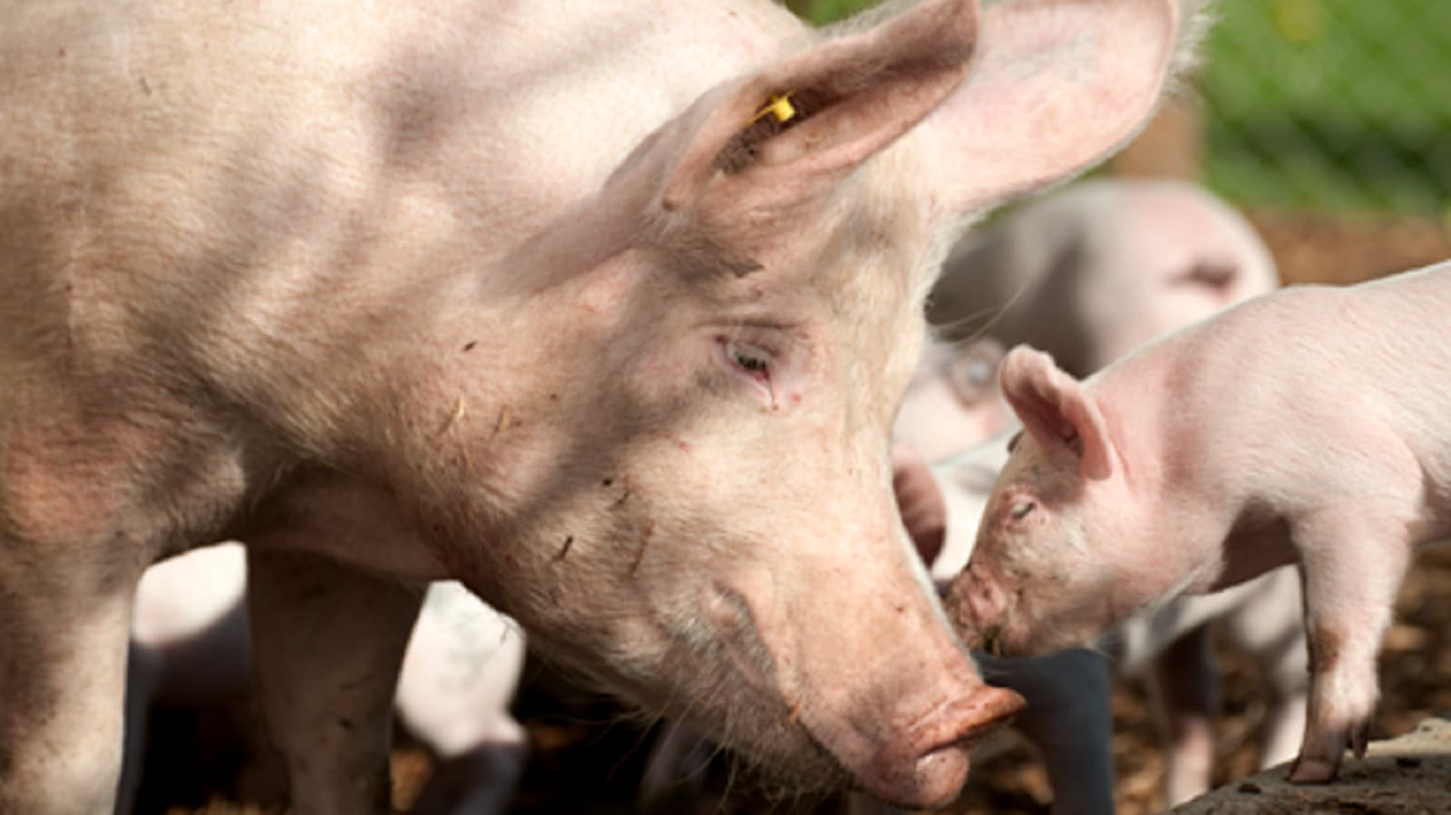 Rund ein Drittel aller Schweineproduktionsbetriebe macht bei einem Gesundheitsprogramm mit