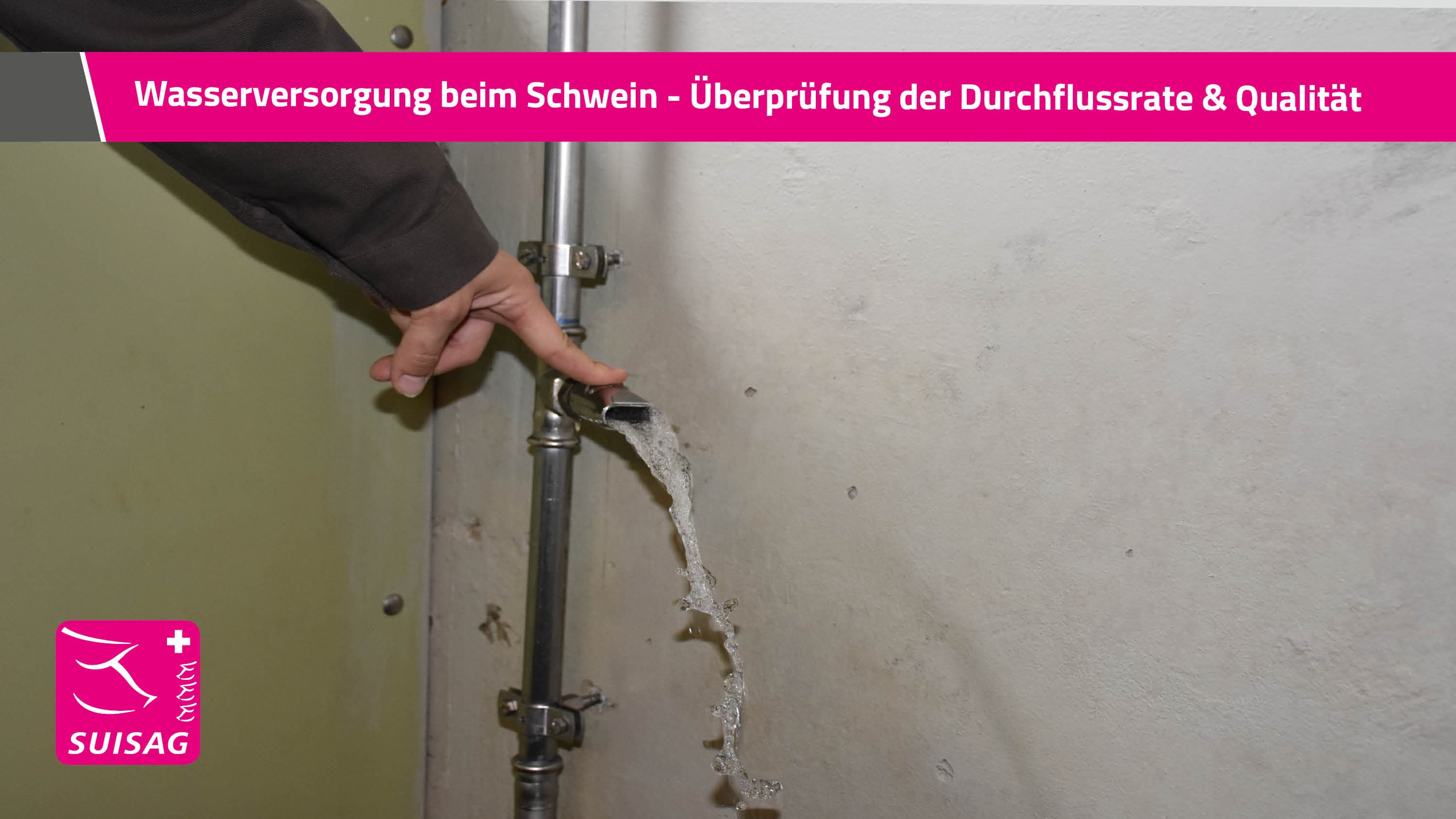 Wasserversorgung beim Schwein - Überprüfung der Durchflussrate & Wasserqualität