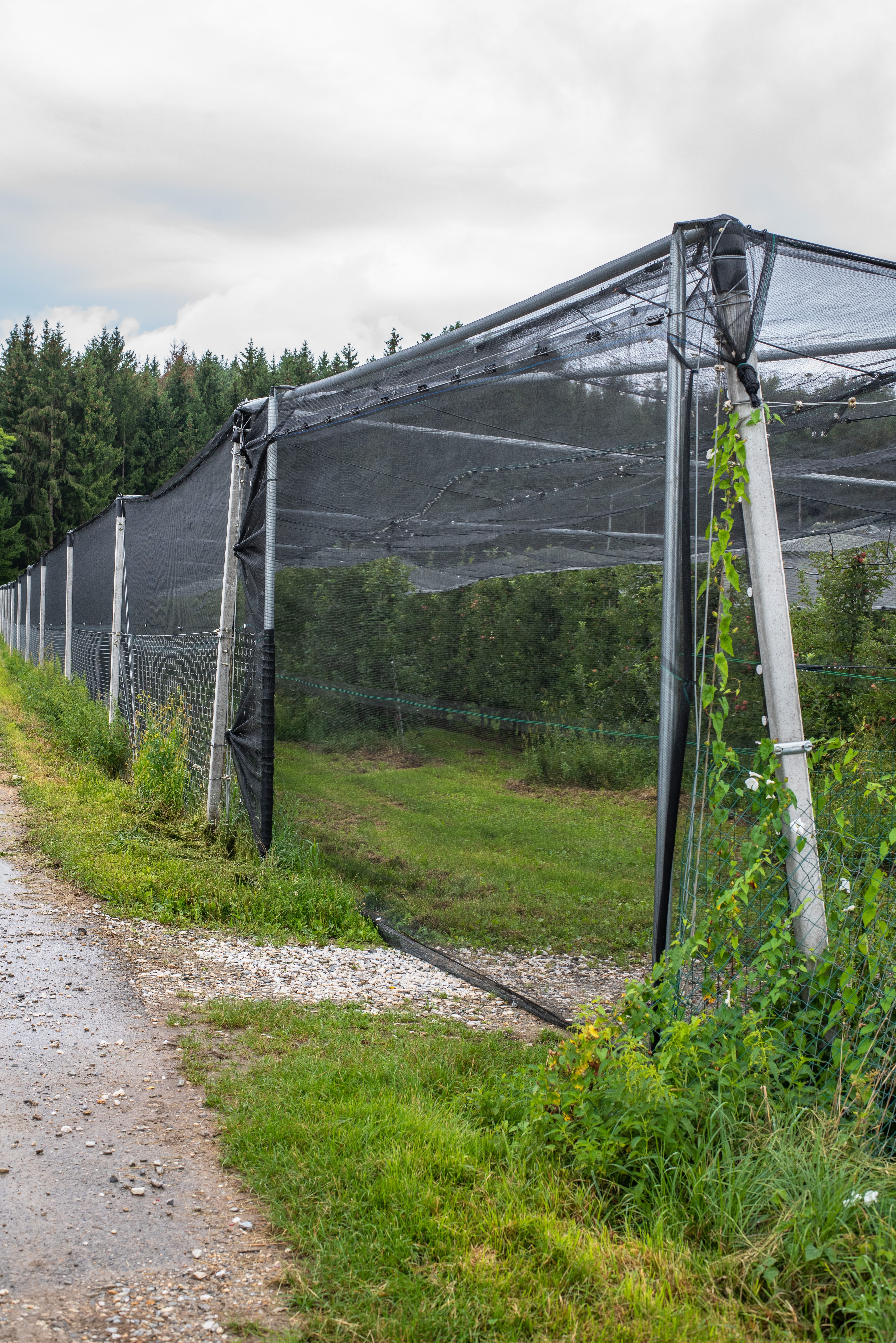 Totaleinnetzung Käfig Volleinnetzung - Fruit Security GmbH