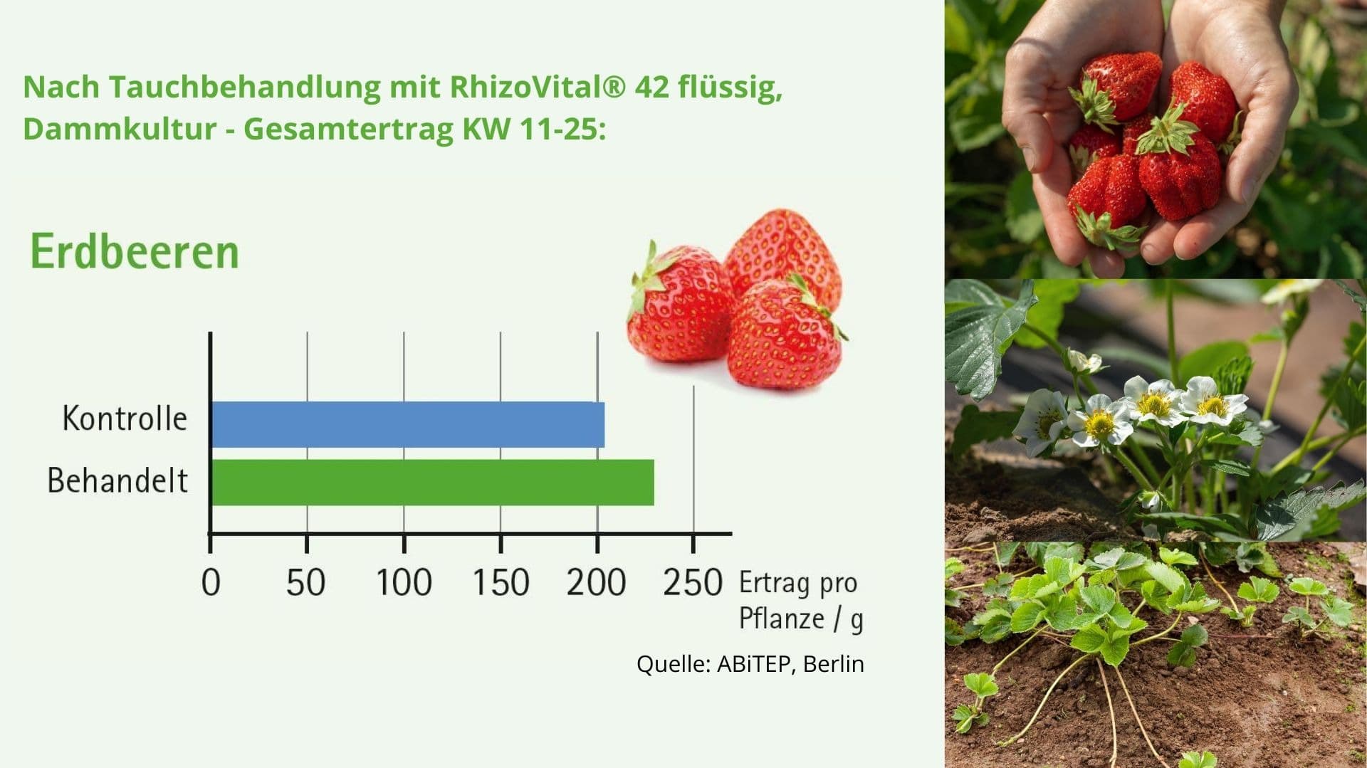 Versuchsergebnis RhizoVital® 42 flüssig,