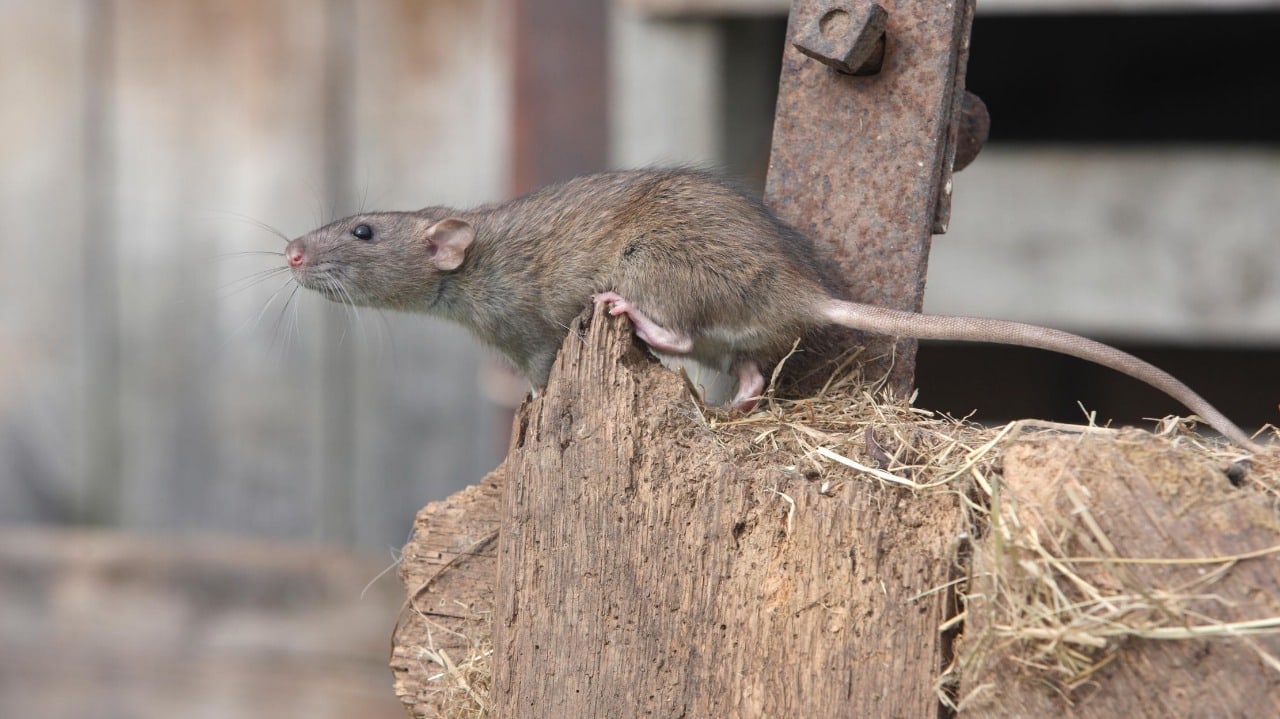 SUISAG-Ratira & BrodiPads: Effizient gegen Mäuse und Ratten