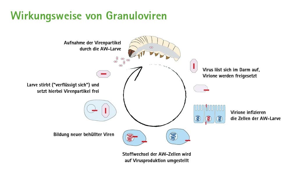 Wirkungsweise von Granuloviren