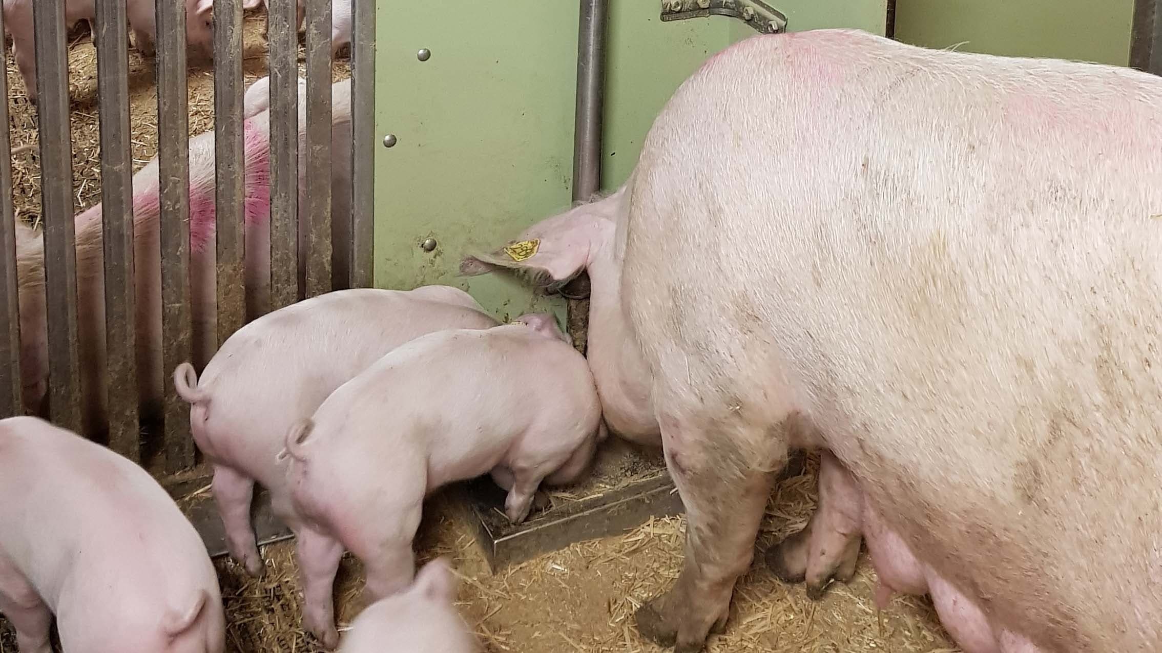 Combi-Mat; Ferkel erlernen frühe Futteraufnahme duch die Mutter