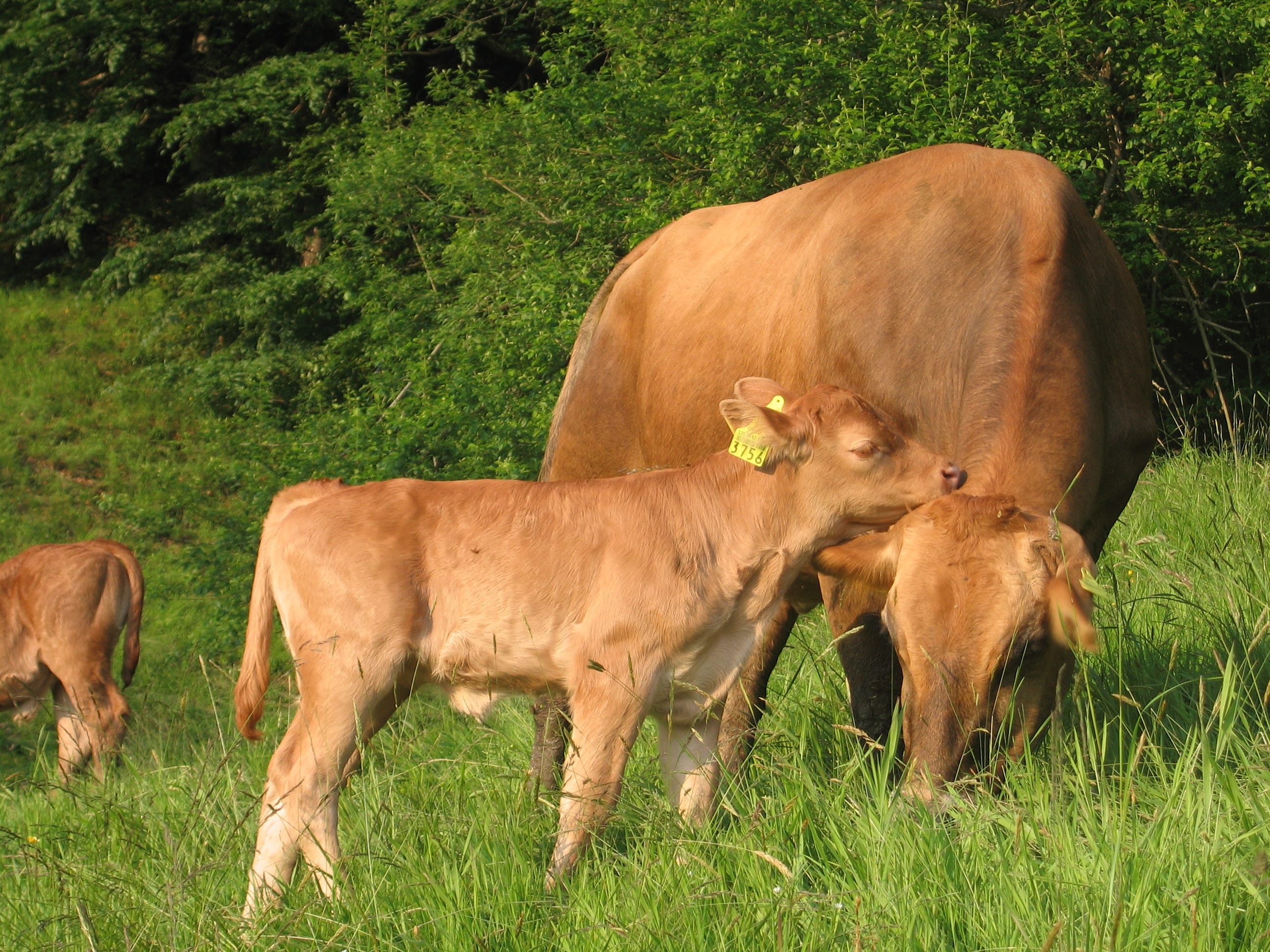 Freilandhaltung in der Herde – Mutterliebe inklusive