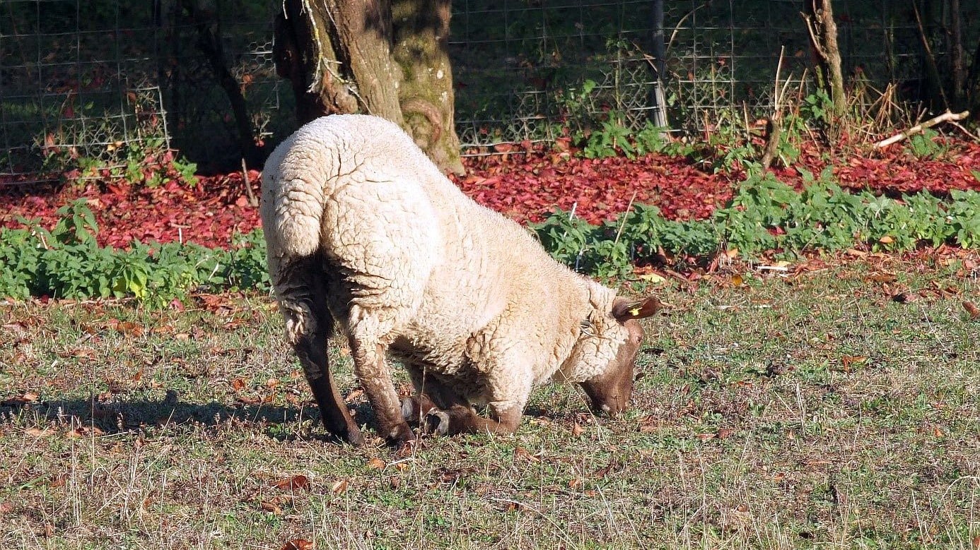 Schaf mit Symptomen der Moderhinke