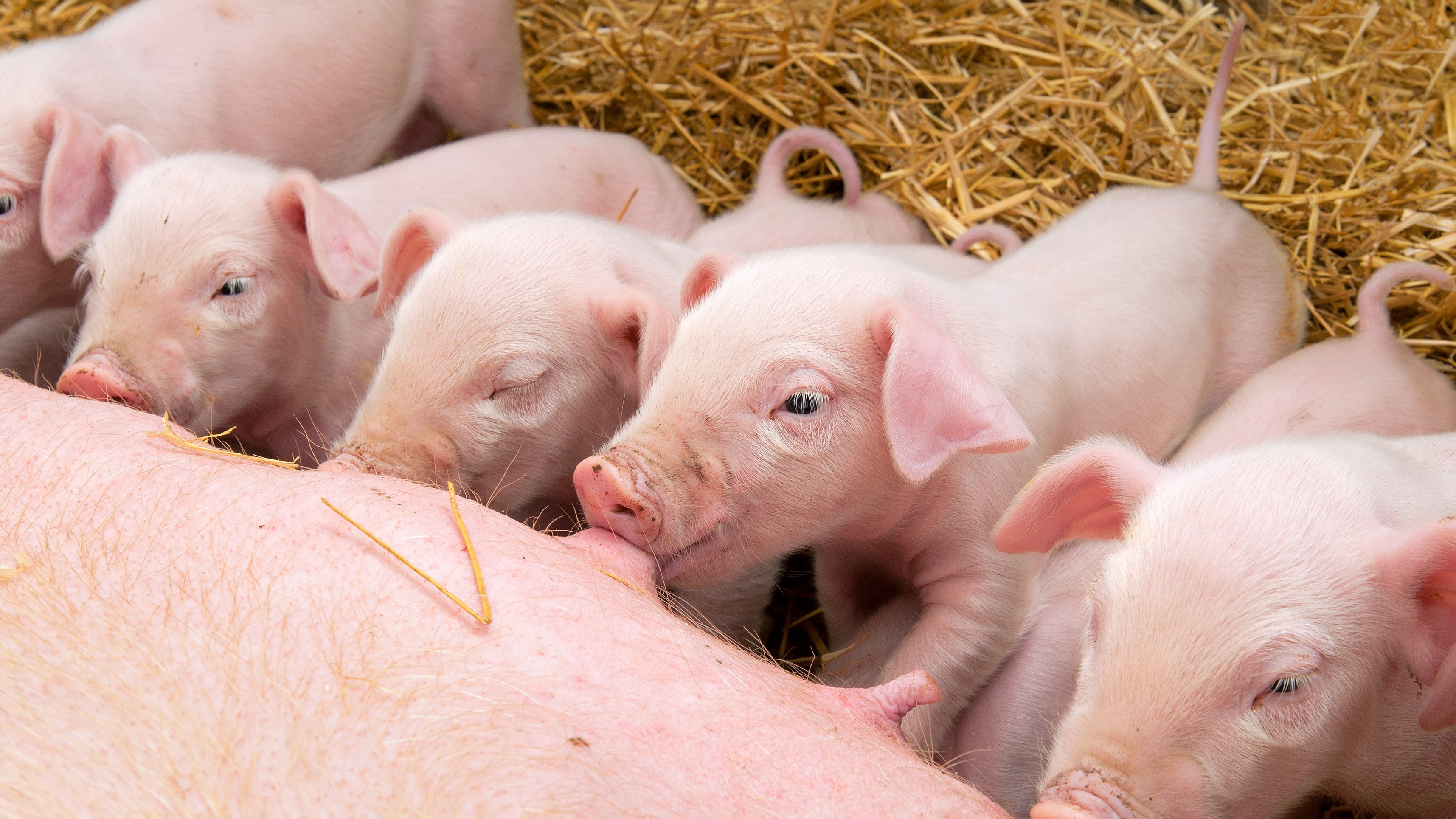 Besonders Jung- und Zuchttiere reagieren sehr empfindlich auf eine erhöhte Mycotoxinbelastung