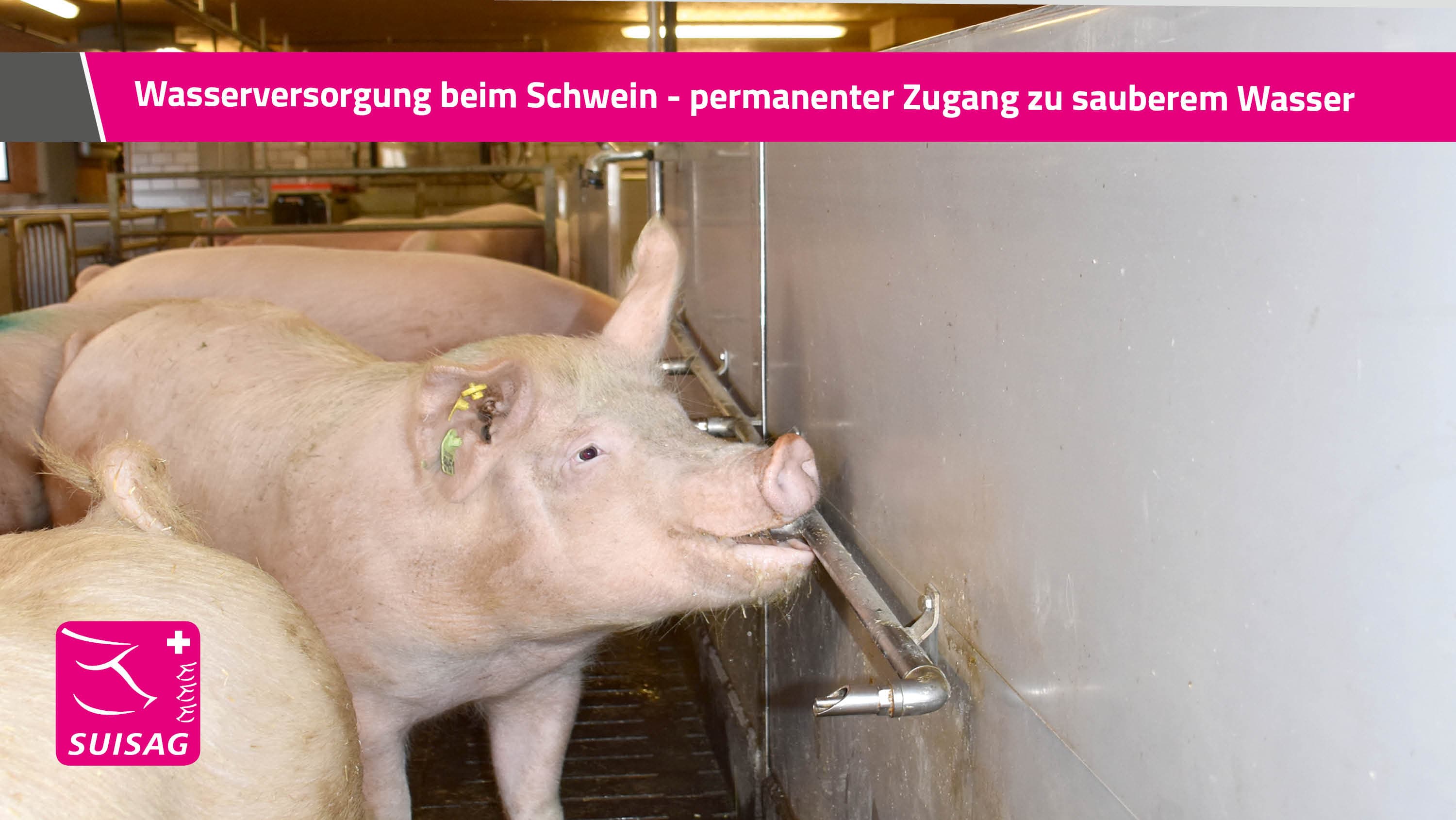 Wasserversorgung beim Schwein