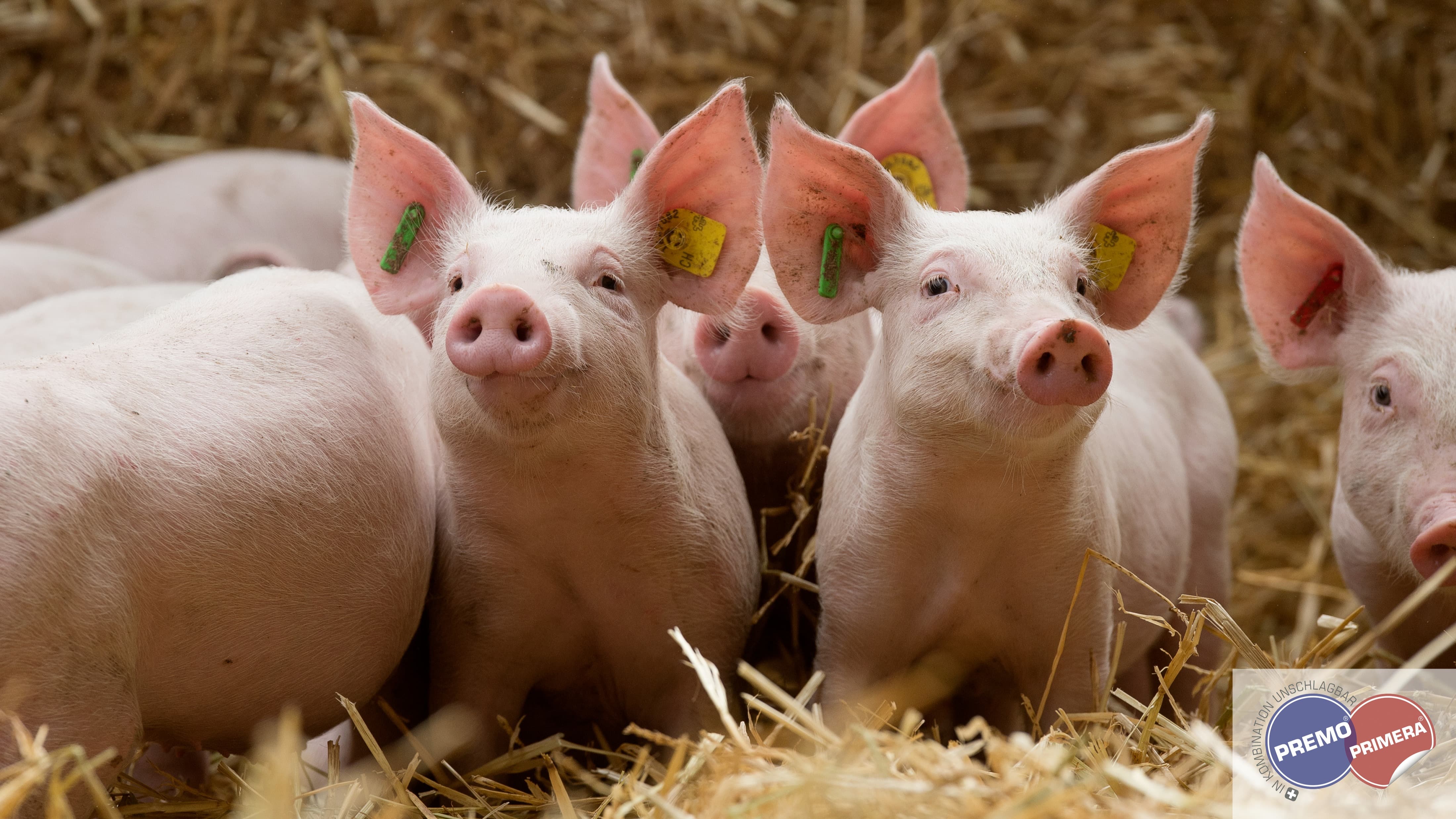 Mastferkel von PREMO® Eber bestechen mit hohen Tageszunahmen und bester Futterverwertung.