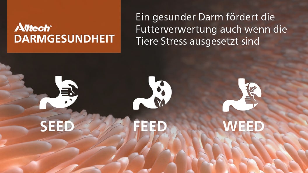 Das SEED-FEED-WEED Konzept bietet effiziente Lösungen für die Darmgesundheit.