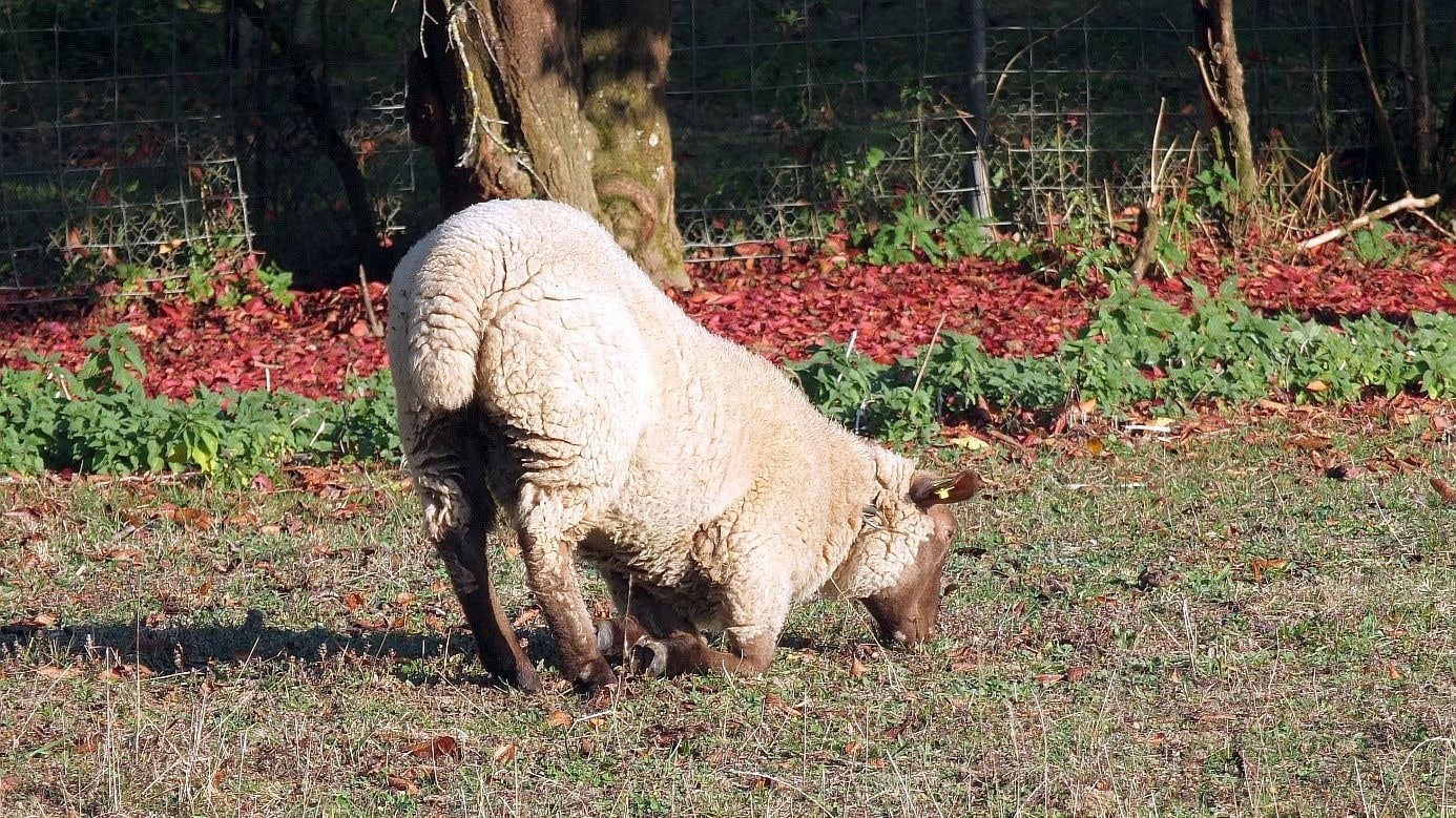 Das Schaf stützt sich auf die Vorderknie: Ttypische Haltung für ein an Moderhinke erkranktes Tier.