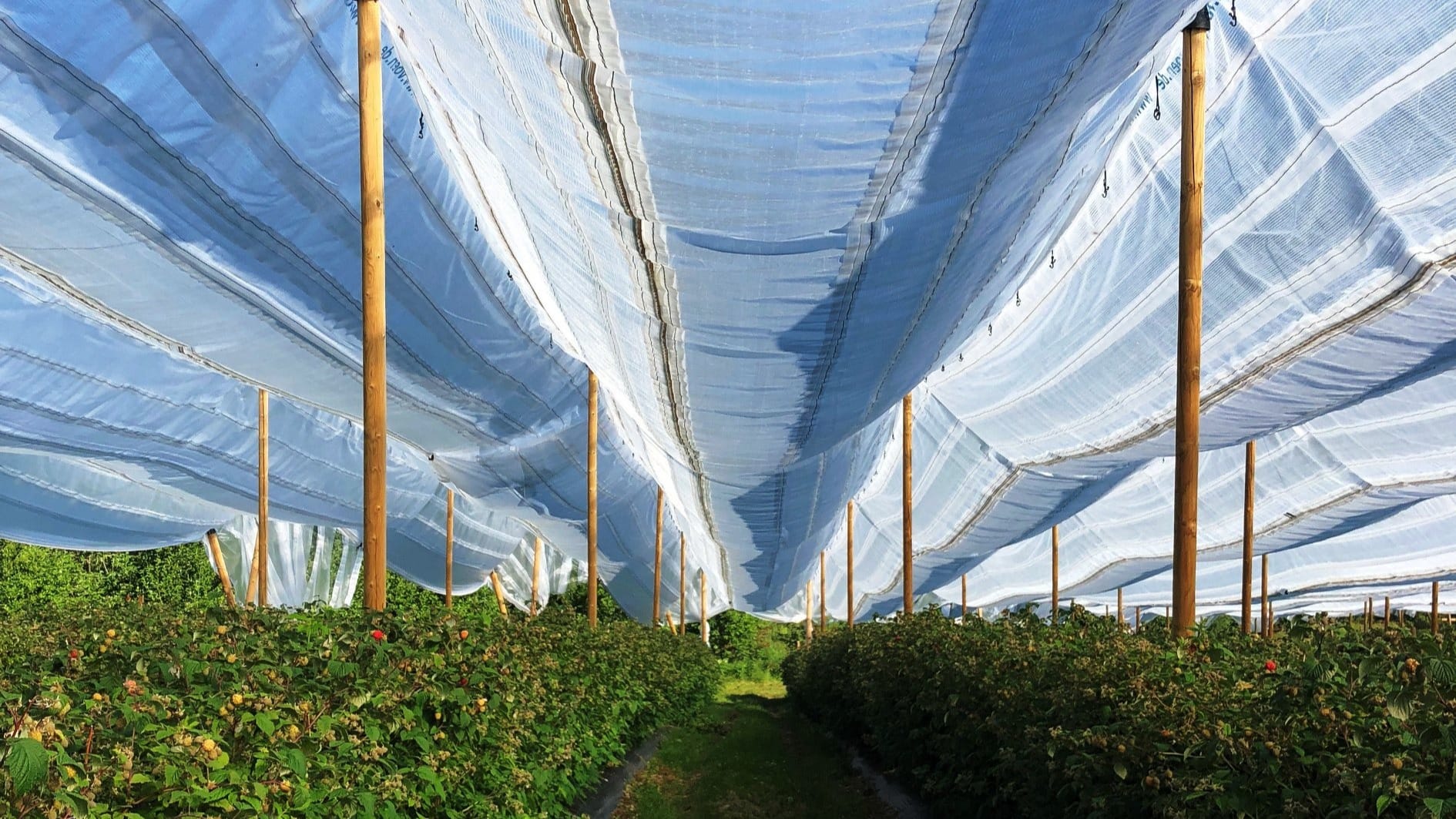 Unique protection for stone and berry fruit