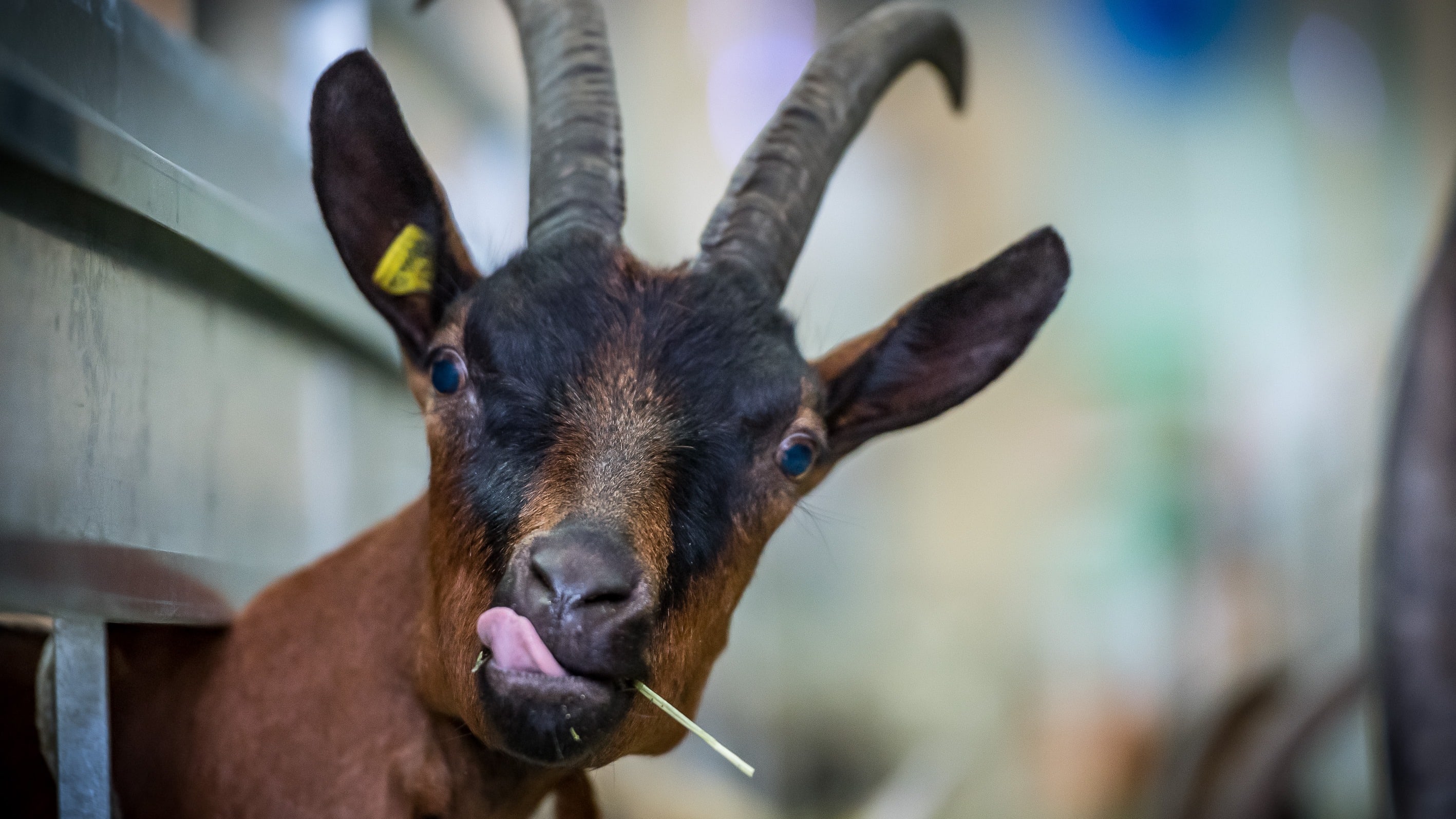 Selbstverständlich gehören zur Suisse Tier die Tierausstellungen rund 140 Tieren dazu.