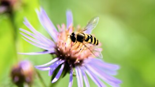 Biodiversität