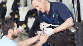 Cattle Care and Animal Health