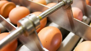Egg Production Facility