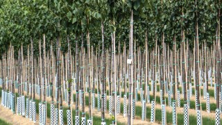 Tree nursery